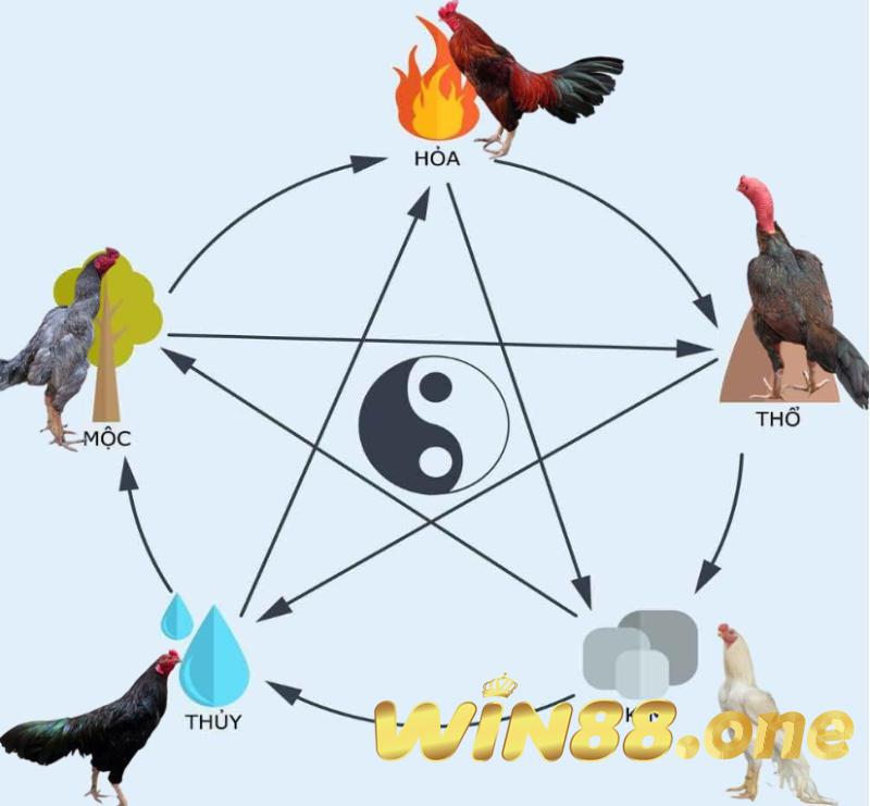 Mỗi chiến kê có màu lông khác nhau sẽ tương ứng với các màu mạng khác nhau